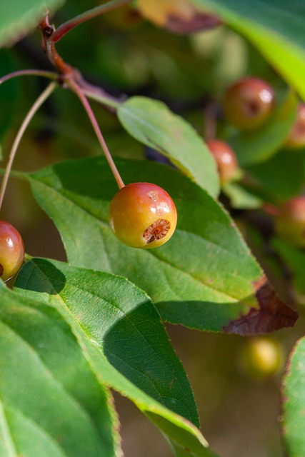 牙豪门的深 牙豪门的深